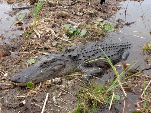 Everglades